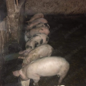 Vand purcei de 7 saptamani!