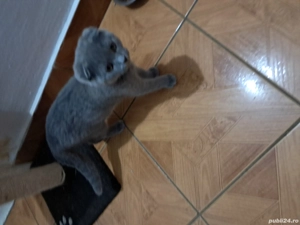 Vând pisic Scottish  - imagine 2