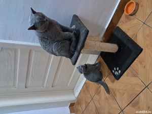 Vând pisic Scottish  - imagine 4