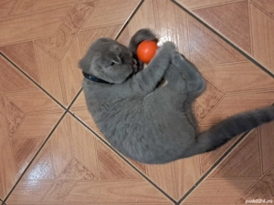 Vând pisic Scottish 