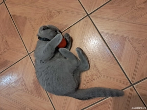 Vând pisic Scottish  - imagine 3