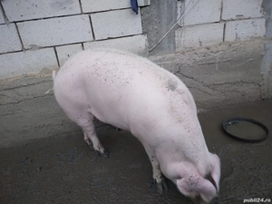 Disponibil pt masa de Craciun - imagine 4