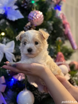 Bichon mini toy  - imagine 2