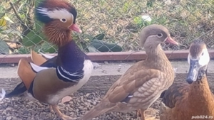 Rate Mandarine tinere - imagine 2