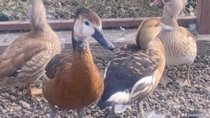 Rate Mandarine tinere - imagine 3