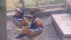 Rate Mandarine tinere - imagine 4