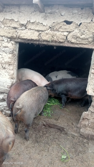 Vând porci de carne 