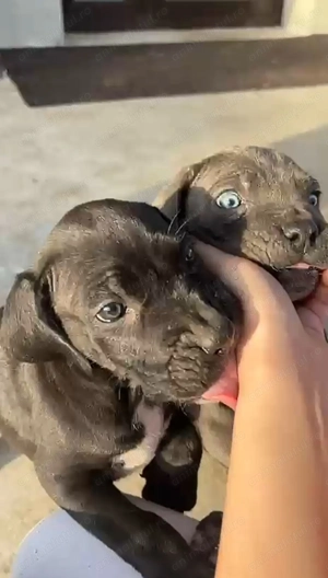 Cane Corso Negri Gri(blue) - imagine 2