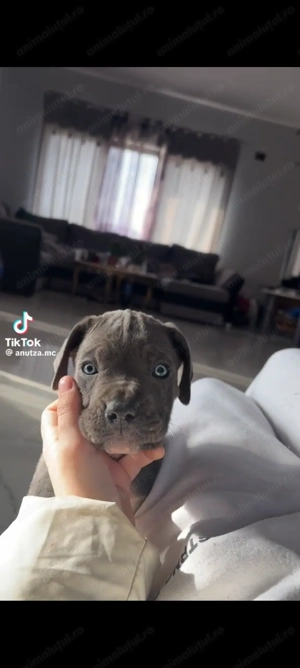 Cane Corso Negri Gri(blue) - imagine 3