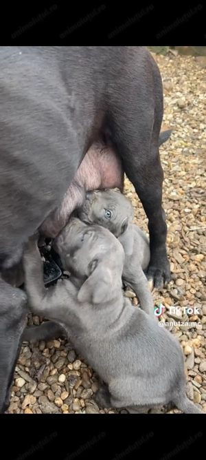 Cane Corso Negri Gri(blue) - imagine 5
