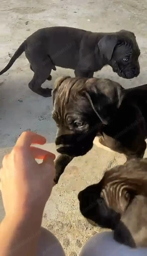 Cane Corso Negri Gri(blue) - imagine 4