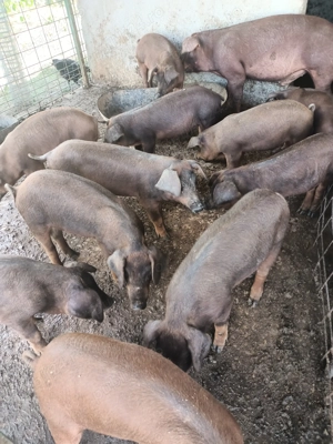 Purcei rasa duroc - imagine 3