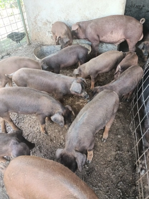 Purcei rasa duroc - imagine 2