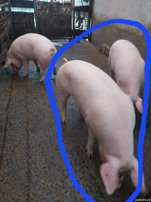 Porci de tara. 2 bucati 