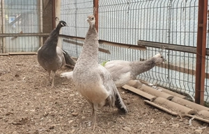 Păuni diferite mutați de culoare 