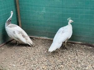 Păuni diferite mutați de culoare  - imagine 3