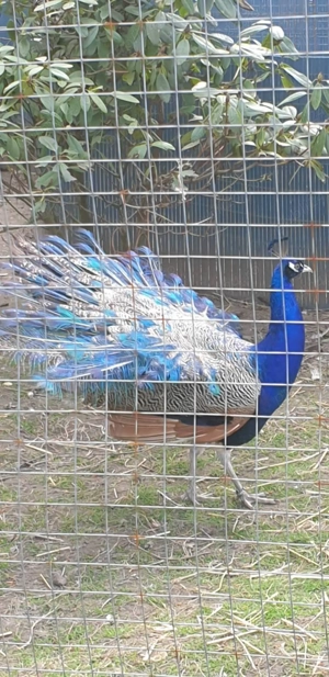 Păuni diferite mutați de culoare  - imagine 4