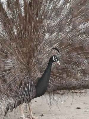 Păuni diferite mutați de culoare  - imagine 2