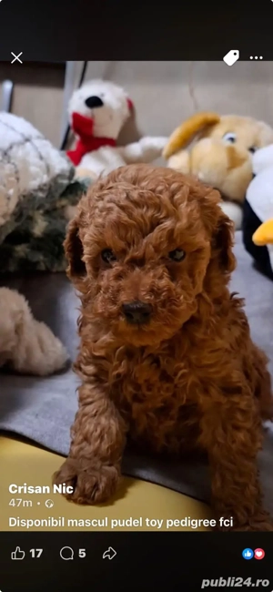 pudel toy cu pedigree tip A fci