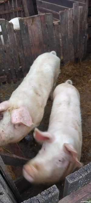 Soldani de vânzare  - imagine 4