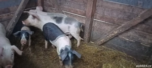 Soldani de vânzare  - imagine 2