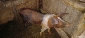 Soldani de vânzare  - imagine 3