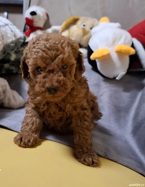 pudel toy cu pedigree tip A fci - imagine 2