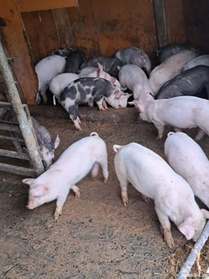 vând purcei  - imagine 4