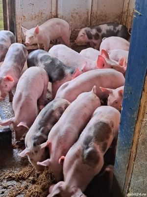 vând purcei  - imagine 3