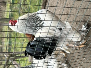 Găini brahma  tineret 