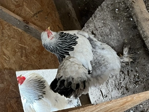 Găini brahma  tineret  - imagine 2