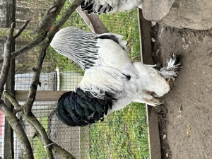 Găini brahma  tineret  - imagine 5