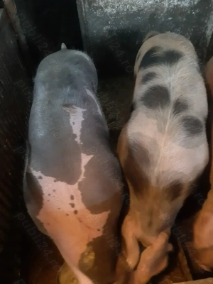 Vând porc Pietrain rasă de carne