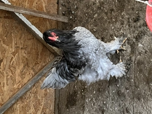 Găini brahma  tineret  - imagine 4