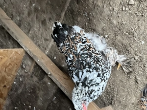 Găini brahma  tineret  - imagine 3