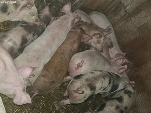 vând 12 soldani rasa de calitate de carne 30-35 kg  - imagine 3