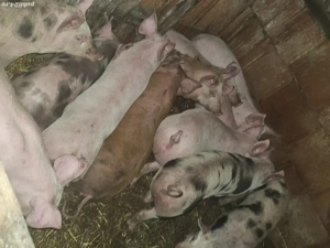 vând 12 soldani rasa de calitate de carne 30-35 kg  - imagine 5