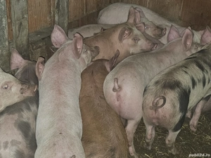 vând 12 soldani rasa de calitate de carne 30-35 kg  - imagine 4