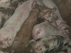 vând 12 soldani rasa de calitate de carne 30-35 kg  - imagine 2