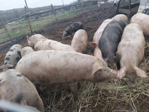 Porci grași de carne  - imagine 2