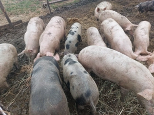 Porci grași de carne 
