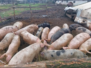 Porci grași de carne  - imagine 6