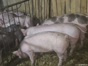 vând 11 soldani rasa de calitate de carne cu sonca dubla 100% de carne 50-60-65 kg - imagine 3