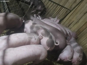 vând 11 soldani rasa de calitate de carne cu sonca dubla 100% de carne 50-60-65 kg - imagine 2