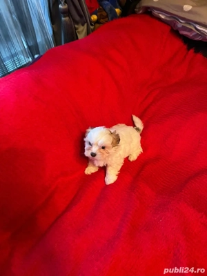 Bichon Havanez Fetita