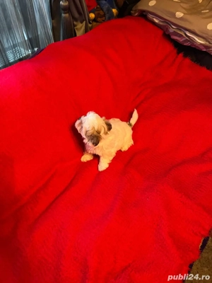 Bichon Havanez Fetita - imagine 5