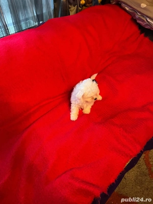 Bichon Havanez Fetita - imagine 4
