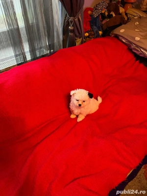 Bichon Havanez Fetita - imagine 3