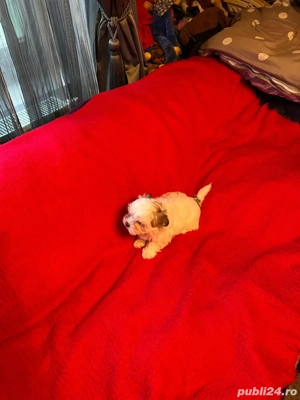 Bichon Havanez Fetita - imagine 2