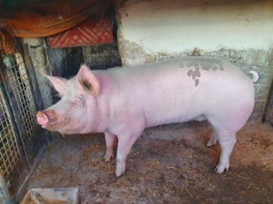 Vand porc de carne crecut natural - imagine 3